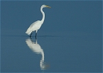 Padre Island Egrets (October 31, 2006)